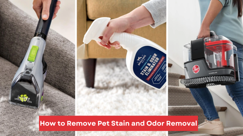 How To Remove Pet Stain And Odor Removal
